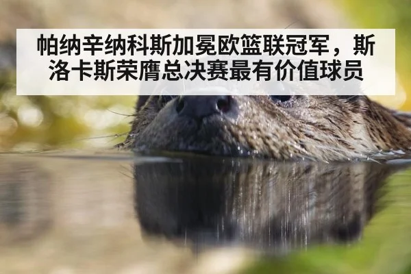 帕纳辛纳科斯加冕欧篮联冠军，斯洛卡斯荣膺总决赛最有价值球员